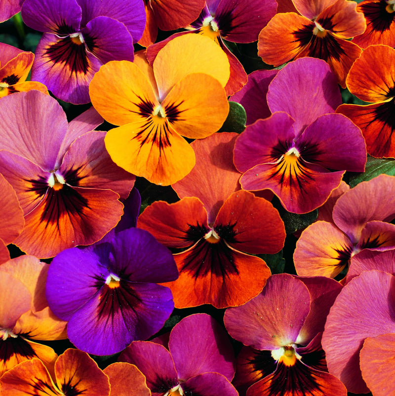 Viola angel amber kiss blume samen for soft amber-colored blooms