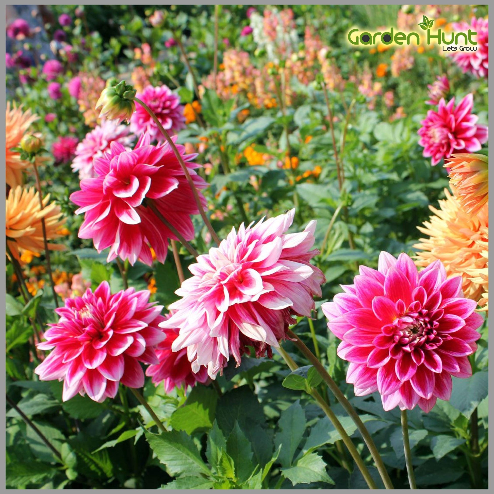Tango mixed blume samen for anpflanzung