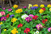 Primel Samen zur Aussaat Primel Vulgaris mehrfarbige Blume Beet window box