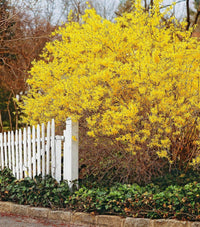 Forsythia (forsythia hampshire) samen for anpflanzung in home garten