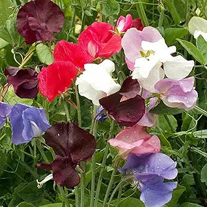 Lathyrus sweet pea fragrant mix samen for aromatic blooms