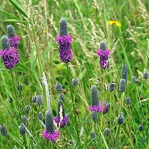 Lila prairie clover samen for lila blumen