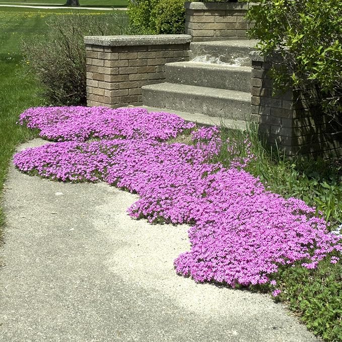 Creeping Thyme Samen Low-Growing – duftend Groundcover