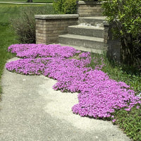 Creeping Thyme Samen Low-Growing – duftend Groundcover