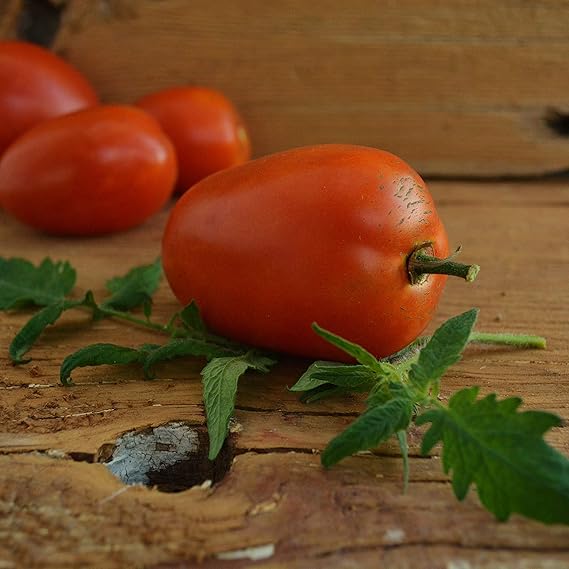 Amish Paste Traditionell Tomate Solanum lycopersicum Gemüse Samen zum Pflanzen in Garden