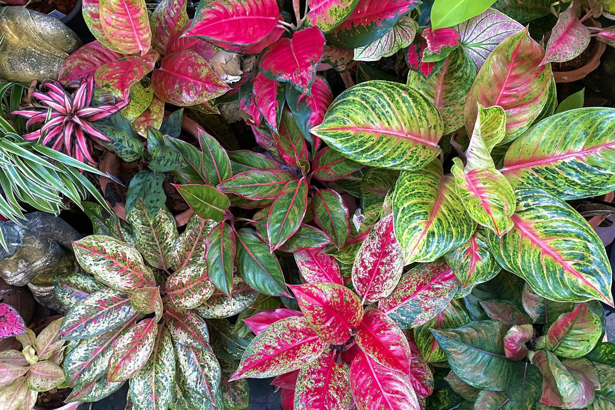 Rosa aglaonema blume samen for anpflanzung - seasonal bloomer, heirloom & gmo free samen for home garten
 
 sale for anpflanzung in home garten.