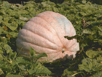 Braun Giant Gourd Gemüse Samen zum Pflanzen