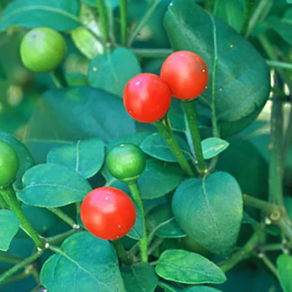 Chilitepin Blumensamen zur Aussaat Garten beliebt Traditionssorte & ohne Gentechnik Samen Hausgarten