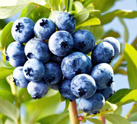 Heidelbeere Frucht samen für einfaches Anpflanzen