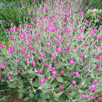 Lychnis Rosette Blumensamen – Charming mehrjährig Clusters