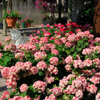 Geranie Apple Blossom Blumensamen zur Aussaat – leuchtend – Traditionssorte & ohne Gentechnik Samen Hausgarten