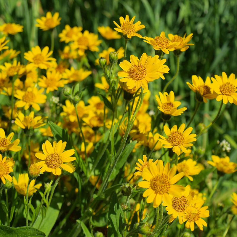 Arnica montana blume samen for anpflanzung - wildflower mix, heirloom & gmo free samen for home garten
sale for anpflanzung in home garten