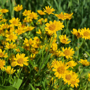 Arnica montana blume samen for anpflanzung - wildflower mix, heirloom & gmo free samen for home garten
 
 sale for anpflanzung in home garten