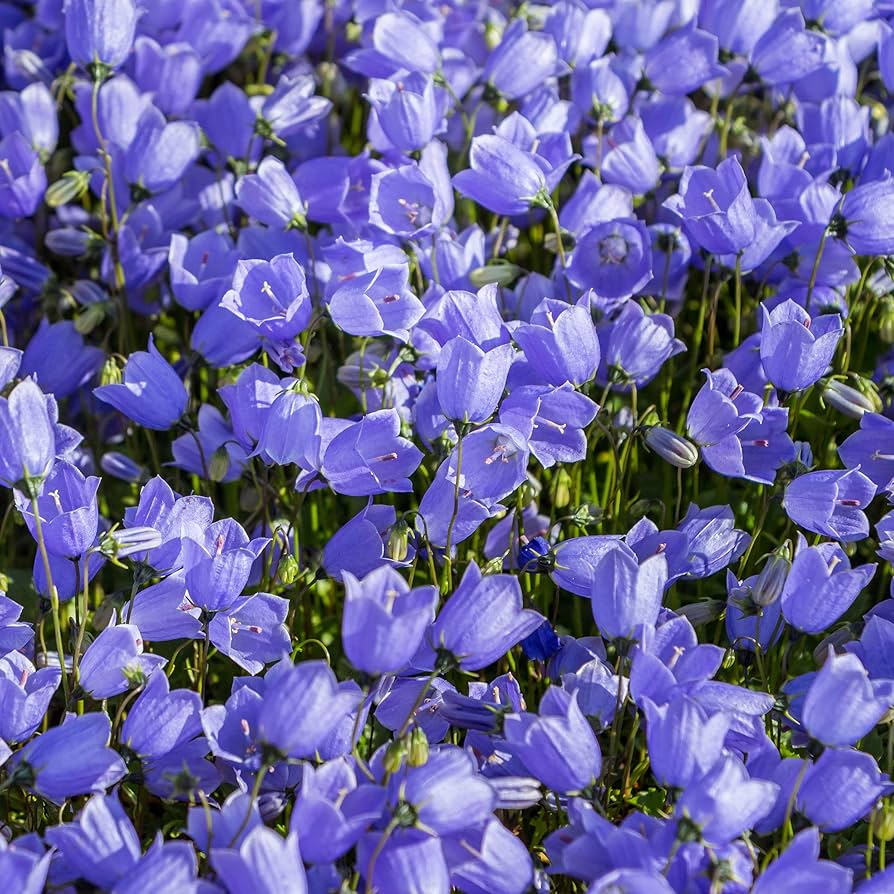 Bellflower Samen zur Aussaat Campanula Carpatica Blume Beet Stein Garten