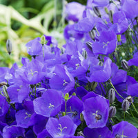 Bellflower campanula carpatica samen for anpflanzung in rock garten