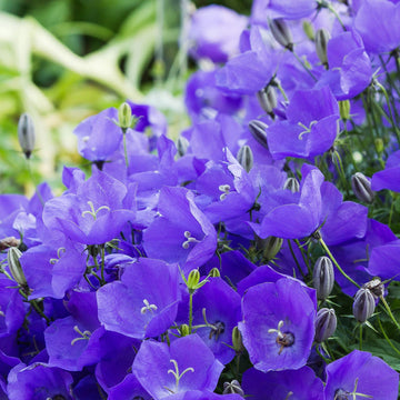 Bellflower campanula carpatica samen for anpflanzung in rock garten