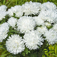 Weiß Aster Callistephus Blumensamen zur Aussaat hochwertige Qualitäts- Traditionssorte & ohne Gentechnik Samen Hausgarten