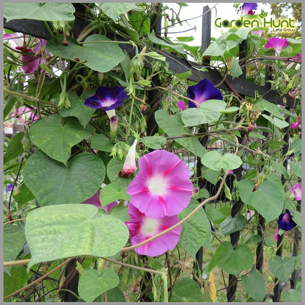 Rot Morning Glory Ipomöa Samen zur Aussaat Ipomoea Coccinea trellis Garten blühend fence