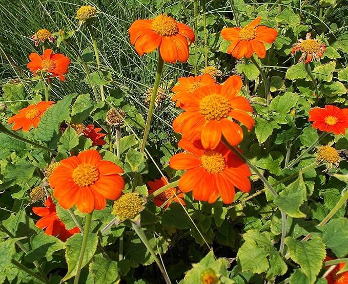 Rot Mexican Sonnenblume Samen ausdrucksstark Rot Blüten