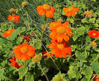 Rot Mexican Sonnenblume Samen ausdrucksstark Rot Blüten