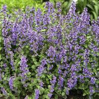 Blau catmint for anpflanzung in blume bed