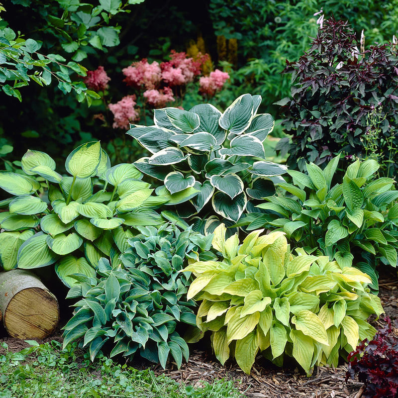 Hosta coleus blume samen for anpflanzung - compact growth, heirloom & gmo free samen for home garten
 
 sale for anpflanzung in home garten.