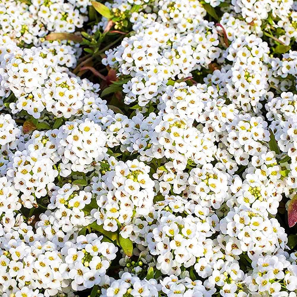 Alyssum Lobularia Maritima Blumensamen