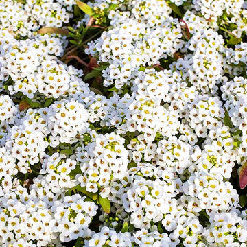 Tiny (tiny tim) samen for anpflanzung in home garten
