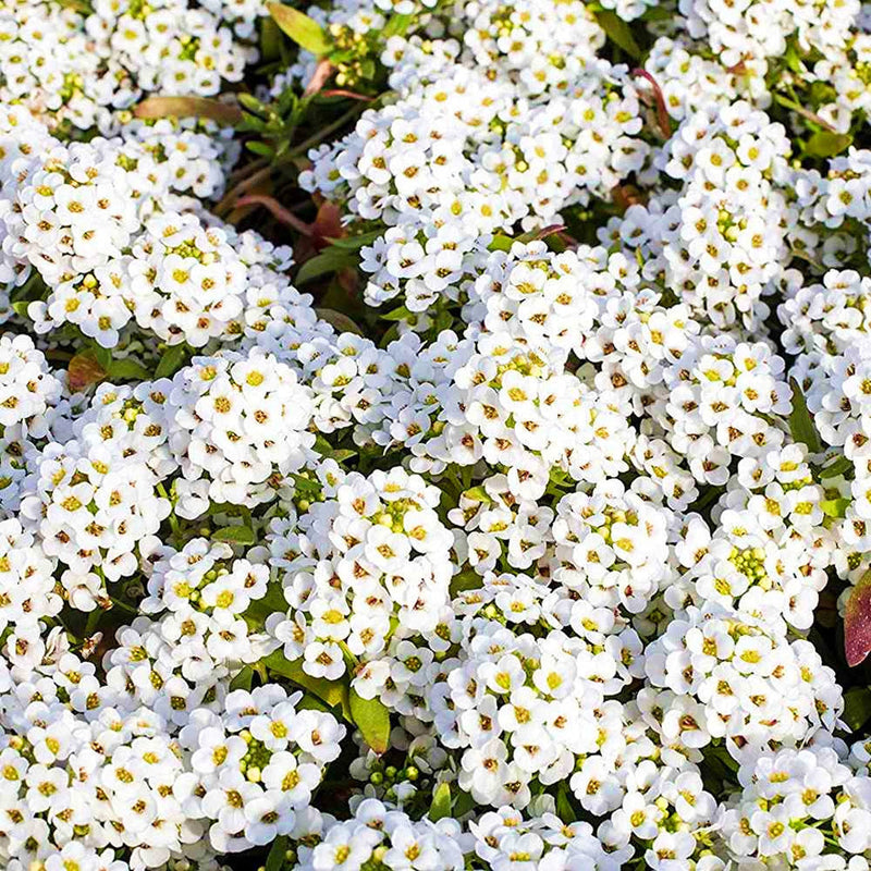 Tiny (tiny tim) samen for anpflanzung in home garten