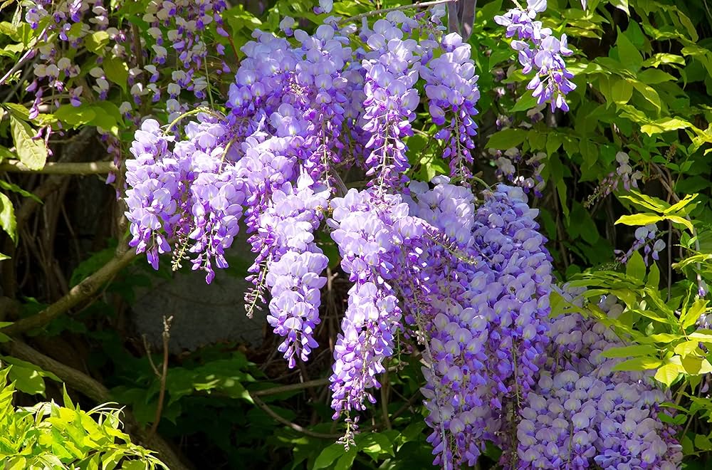 Gemischt Blauregen Blumensamen zur Aussaat – Cascading Blüten für Ihren Garten