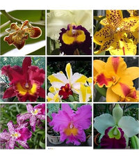 Gemischt Cattleya Blumensamen zur Aussaat – Schnitt Blume beliebt – Traditionssorte & ohne Gentechnik Samen Hausgarten