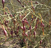 Desert ironwood tree samen – heirloom non-gmo samen for home garten anpflanzung
 
 sale samen for home garten