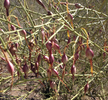Desert ironwood tree samen – heirloom non-gmo samen for home garten anpflanzung
 
 sale samen for home garten
