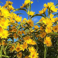 Helianthus Maximiliani mehrjährig Sonnenblume Samen