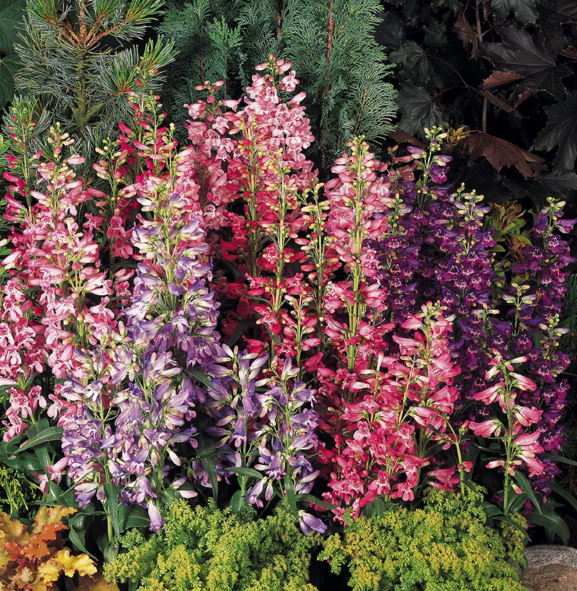 Mischung Penstemon Barbatus Blumensamen zur Aussaat – hochwertige Qualitäts- – Traditionssorte & ohne Gentechnik Samen Hausgarten