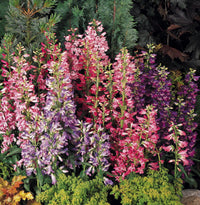 Mischung Penstemon Barbatus Blumensamen zur Aussaat – hochwertige Qualitäts- – Traditionssorte & ohne Gentechnik Samen Hausgarten