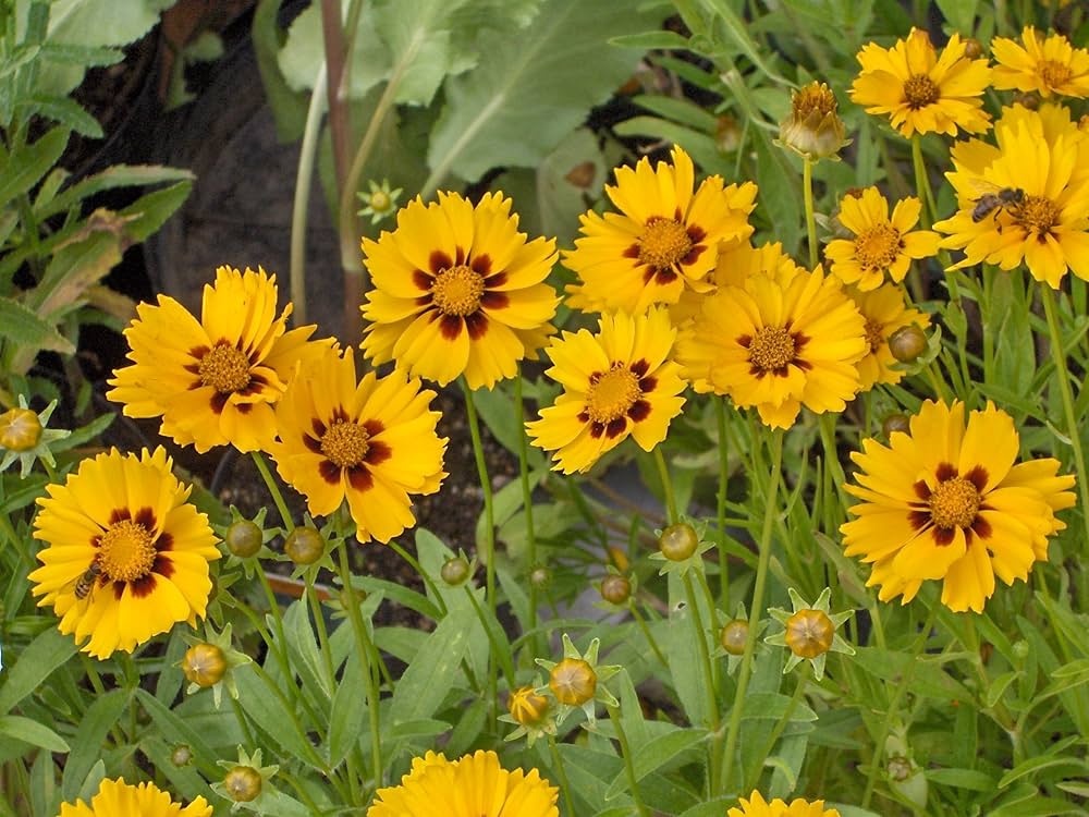 Gelb Coreopsis Blumensamen zur Aussaat – hochwertige Qualitäts- – Traditionssorte & ohne Gentechnik Samen Hausgarten