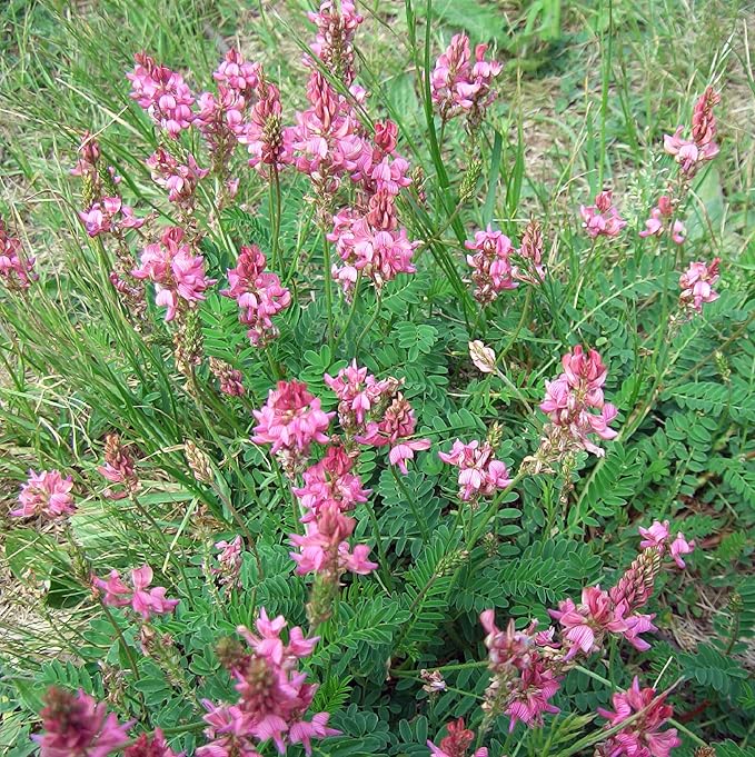Onobrychis (onobrychis viciifolia) samen for anpflanzung in home garten