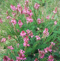 Onobrychis (onobrychis viciifolia) samen for anpflanzung in home garten