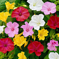 Mirabilis jalapa blume samen for anpflanzung shade tolerant heirloom & gmo free samen for home garten 
 
 sale samen for home garten anpflanzung