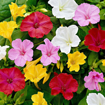 Mirabilis jalapa blume samen for anpflanzung shade tolerant heirloom & gmo free samen for home garten 
 
 sale samen for home garten anpflanzung