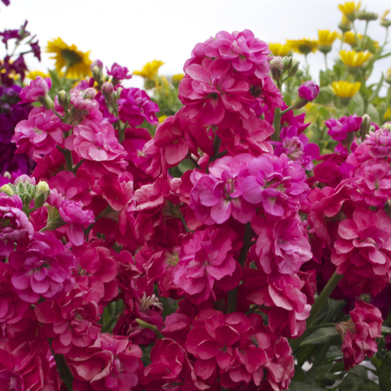 Mixed matthiola incana matthiola incana samen for anpflanzung in blume bed