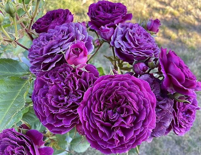 tief Lila Rose Blumensamen zur Aussaat duftend Blüten Traditionssorte & ohne Gentechnik Samen Hausgarten