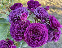 tief Lila Rose Blumensamen zur Aussaat duftend Blüten Traditionssorte & ohne Gentechnik Samen Hausgarten