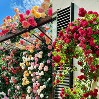 Gemischt kletternd Rose Samen Blumensamen zur Aussaat Landhaus Garten wichtig Traditionssorte & ohne Gentechnik Samen Hausgarten