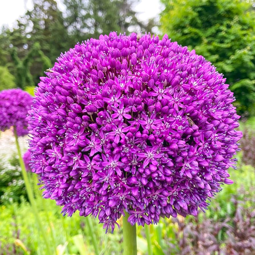 riesig Onion Allium Giganteum Samen