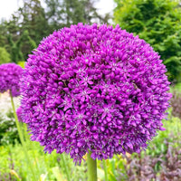 riesig Onion Allium Giganteum Samen