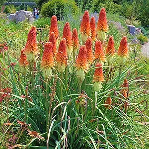 Torch lily rot hot poker samen for vibrant blooms