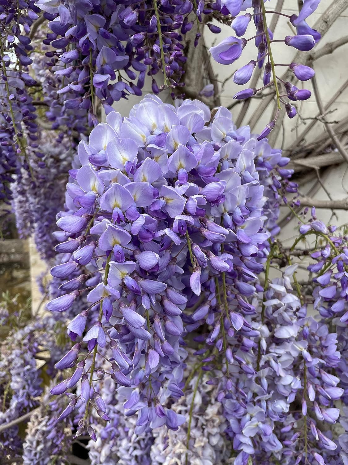 Wisteria vine blume samen for anpflanzung - hardy variety, heirloom & gmo free samen for home garten
 
 sale samen for home garten
