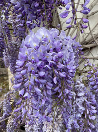 Wisteria vine blume samen for anpflanzung - hardy variety, heirloom & gmo free samen for home garten
 
 sale samen for home garten